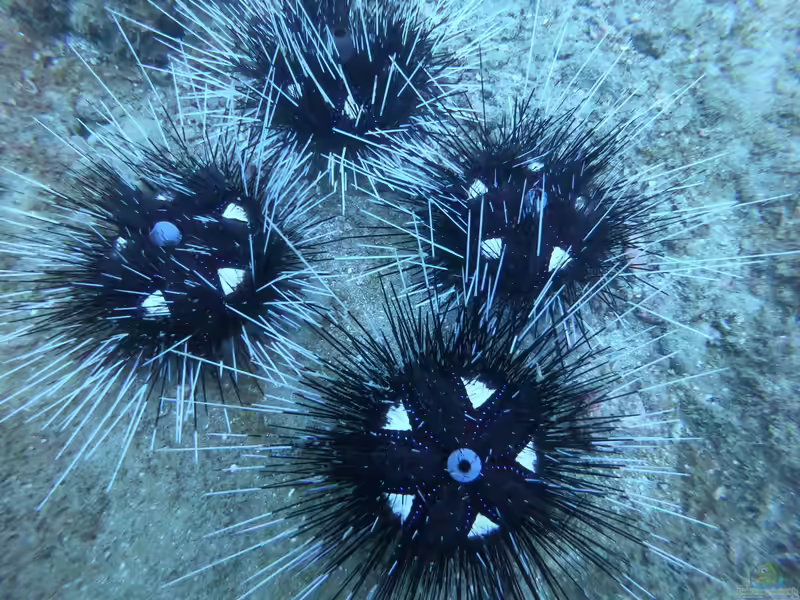 Astropyga pulvinata im Aquarium halten (Einrichtungsbeispiele für Diademseeigel)