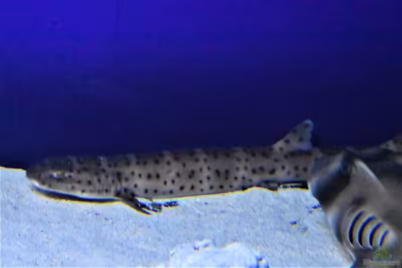 Atelomycterus macleayi im Aquarium halten (Einrichtungsbeispiele für Australischer Marmorkatzenhai)