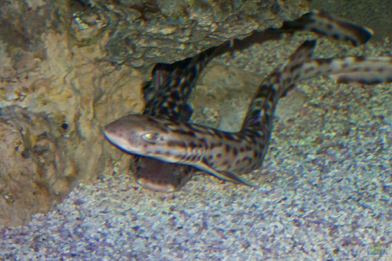 Atelomycterus marmoratus im Aquarium halten (Einrichtungsbeispiele für Korallenkatzenhai)  - Atelomycterus-marmoratus-slnkaquarium