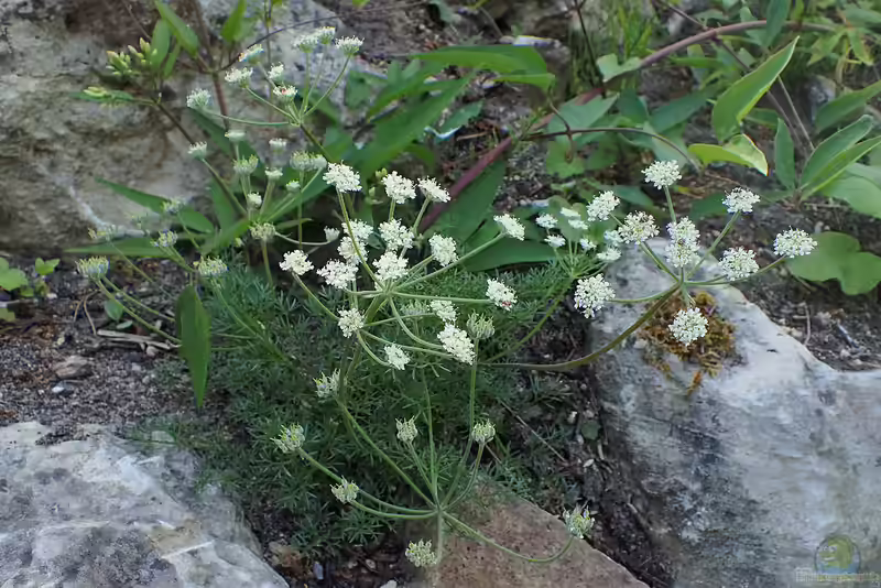 Athamanta cretensis im Garten pflanzen (Einrichtungsbeispiele mit Alpen-Augenwurz)