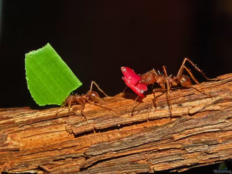 Atta mexicana im Formicarium halten (Einrichtungsbeispiele für Mexikanische Blattschneiderameise)
