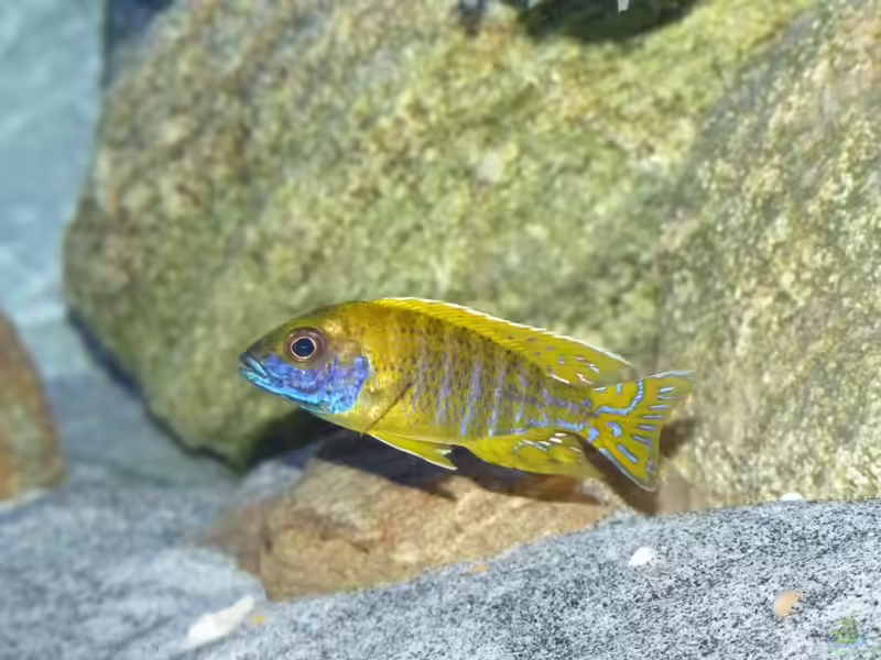 Aulonocara baenschi im Aquarium halten (Einrichtungsbeispiele mit Gelber Kaiserbuntbarsch)