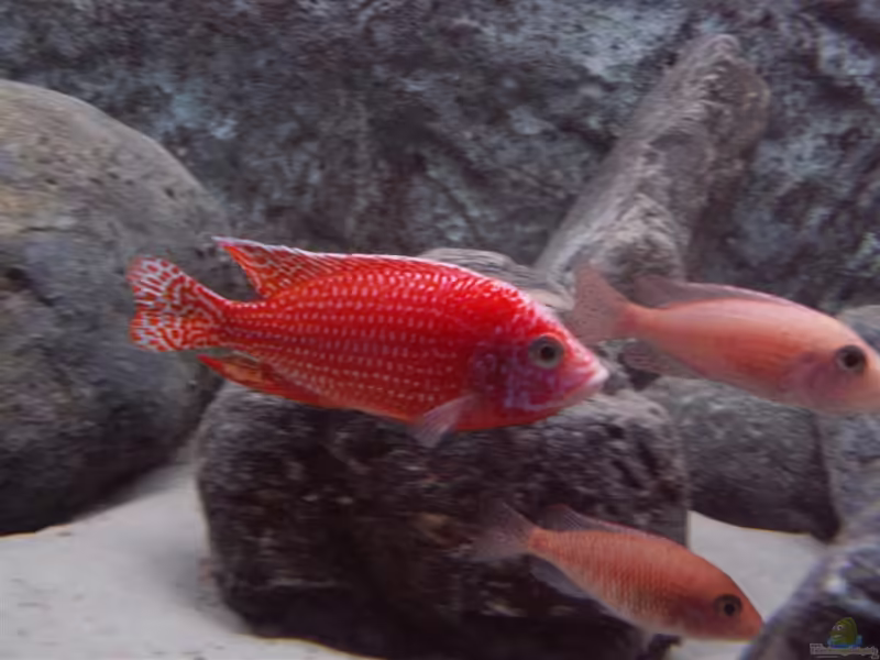 Aulonocara Firefish im Aquarium halten (Einrichtungsbeispiele mit Firefish)