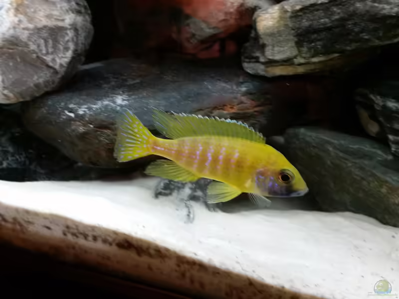 Aulonocara-Arten im Aquarium halten (Einrichtungsbeispiele für Aulonocara-Arten)