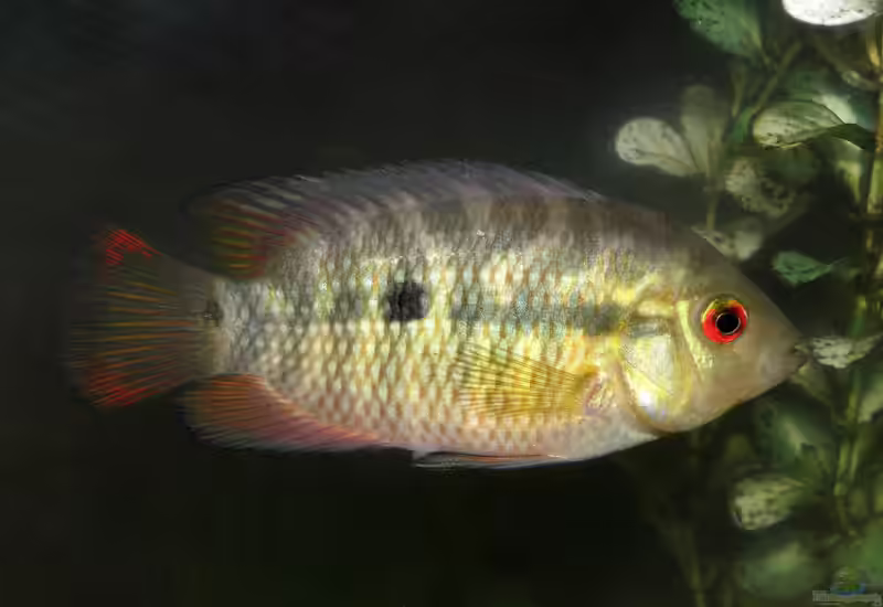 Australoheros facetus im Aquarium halten (Einrichtungsbeispiele für Chamaeleonbuntbarsche)