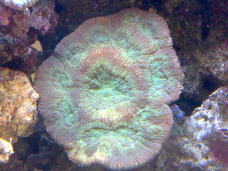 Australomussa rowleyensis im Aquarium halten (Einrichtungsbeispiele für Großpolypige Steinkoralle)  - Australomussa-rowleyensisaquarium
