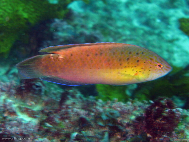 Austrolabrus maculatus im Aquarium halten (Einrichtungsbeispiele für Schwarzfleck-Lippfisch)