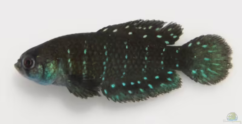 Austrolebias affinis: Affinis-Perlenfische im Aquarium halten (Einrichtungsbeispiele mit Austrolebias affinis)