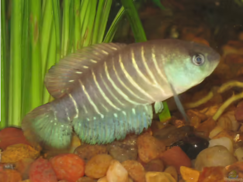 Austrolebias arachan im Aquarium halten (Einrichtungsbeispiele mit Austrolebias arachan)