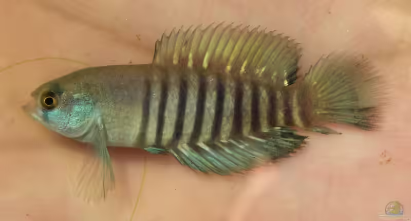 Austrolebias luteoflammulatus im Aquarium halten (Einrichtungsbeispiele für Austrolebias luteoflammulatus)