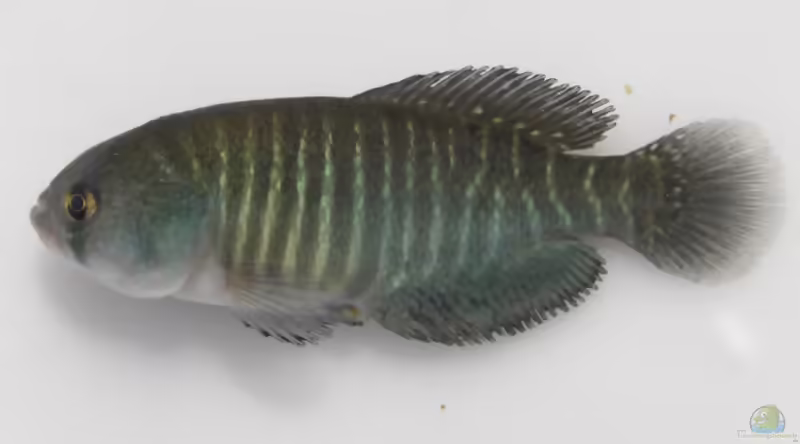 Austrolebias melanoorus im Aquarium halten (Einrichtungsbeispiele mit Austrolebias melanoorus)