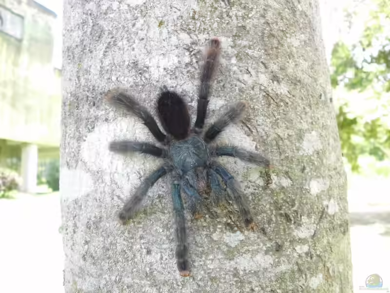 Avicularia avicularia im Terrarium halten (Einrichtungsbeispiele mit Gemeine Vogelspinne)
