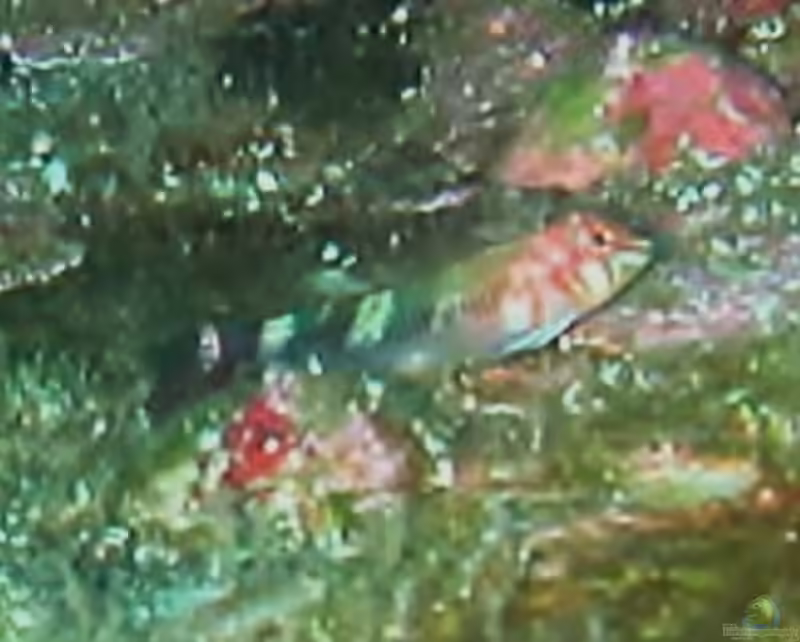 Axoclinus cocoensis im Aquarium halten (Einrichtungsbeispiele für Dreiflossen-Schleimfisch)