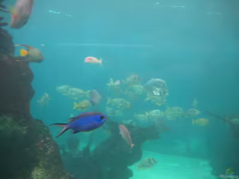 Azurina cyanea im Aquarium halten (Einrichtungsbeispiele mit Blaues Schwalbenschwänzchen)