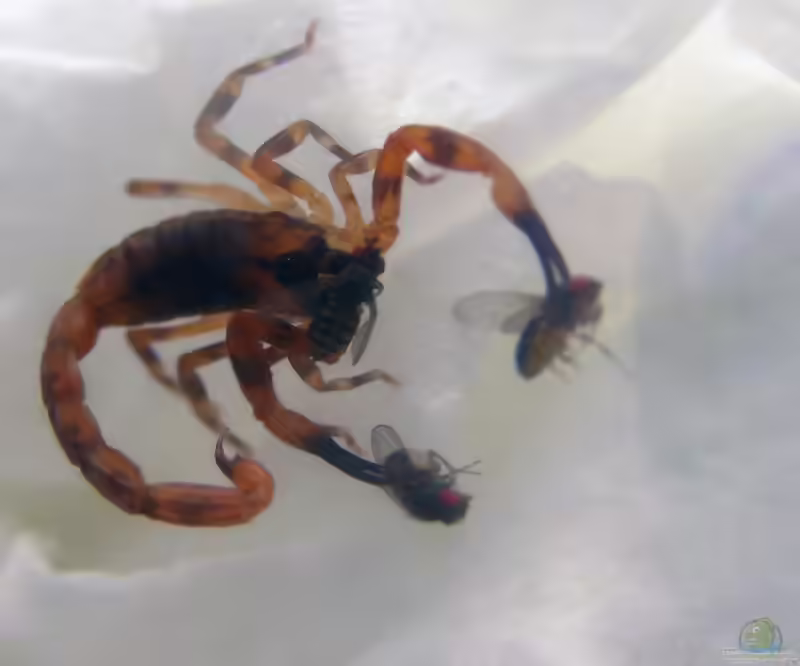 Babycurus jacksoni im Terrarium halten (Einrichtungsbeispiele für Babycurus jacksoni)