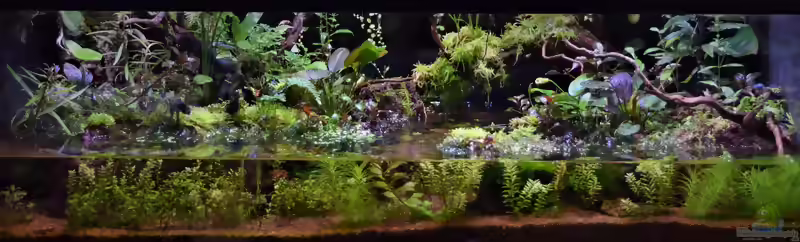 Bachlauf-Aquarium: Naturnahes Aquarium mit Strömung, Sauerstoff und lebendigem Flusscharakter (Einrichtungsbeispiele für Bachlauf-Aquarien)