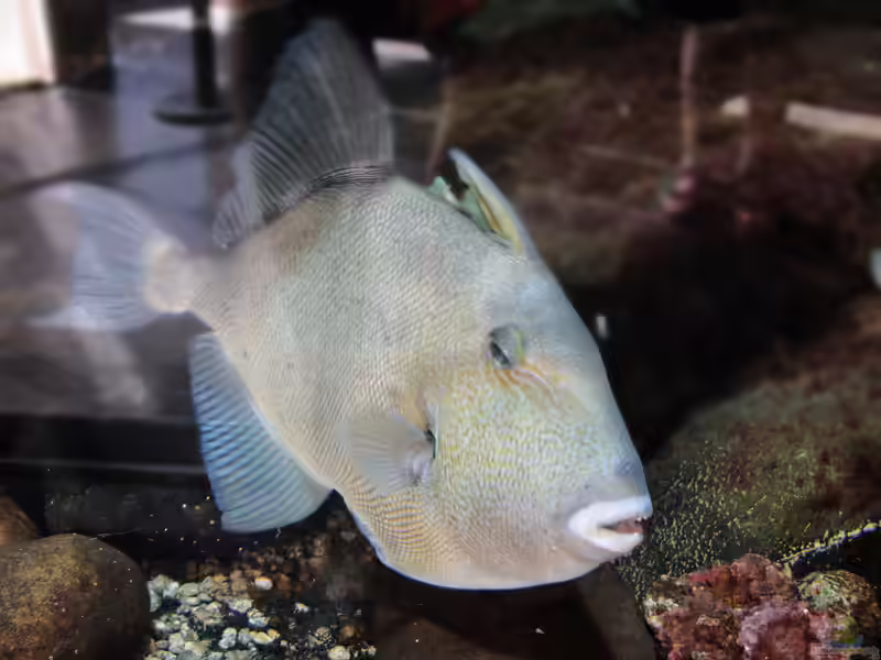 Balistes polylepis im Aquarium halten (Einrichtungsbeispiele für Ostpazifischer Drückerfisch)