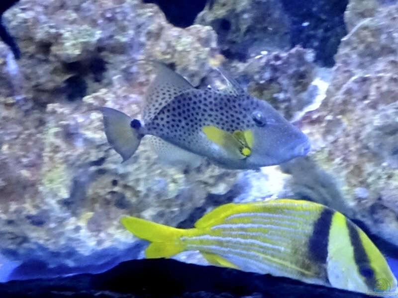 Balistes punctatus im Aquarium halten (Einrichtungsbeispiele für Blaupunkt-Drückerfisch)  - Balistes-punctatusaquarium