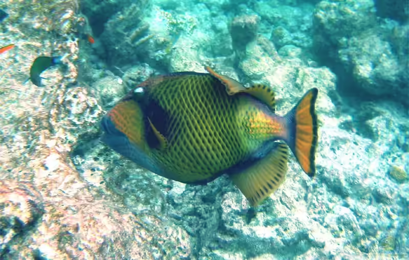 Balistoides viridescens im Aquarium halten (Einrichtungsbeispiele für Titan Drückerfisch)