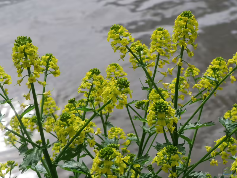 Barbarea vulgaris am Gartenteich (Einrichtungsbeispiele mit Gemeines Barbarakraut)
