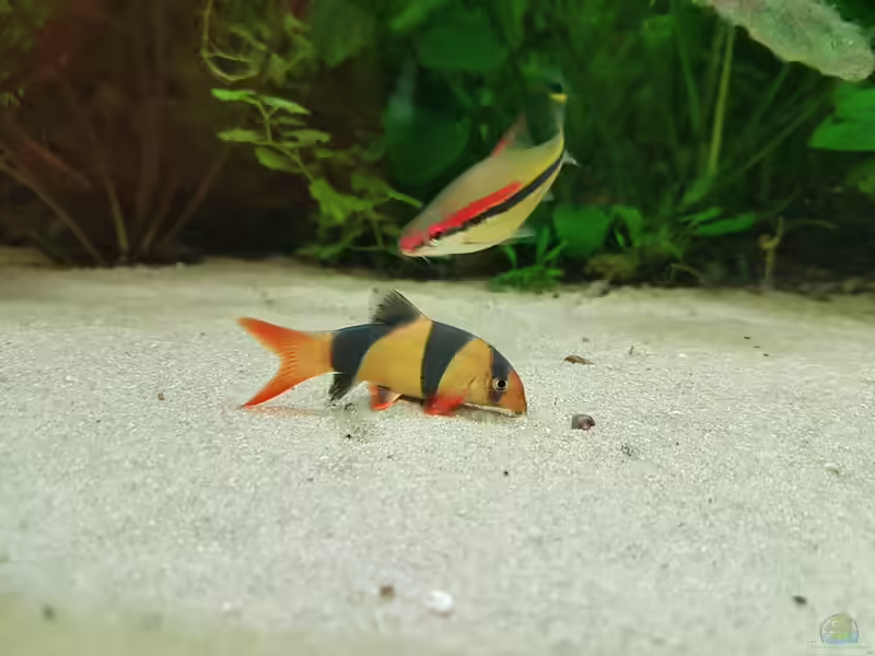Barben und Bärblinge im Aquarium halten (Einrichtungsbeispiele mit Barben und Bärblingen)
