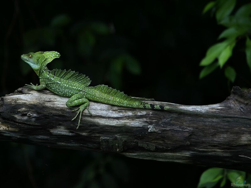 Basiliscus plumifrons im Terrarium halten (Einrichtungsbeispiele für Stirnlappenbasiliken)