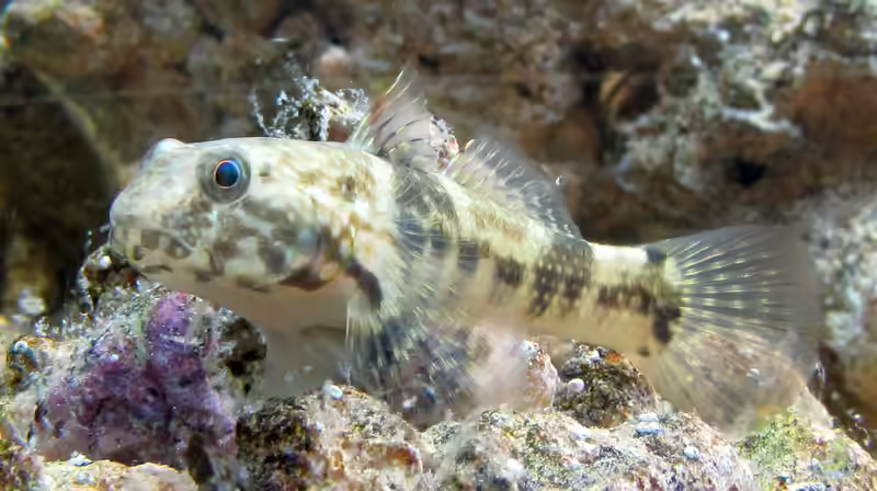 Bathygobius soporator im Aquarium halten (Einrichtungsbeispiele für Krausflossen-Grunde)