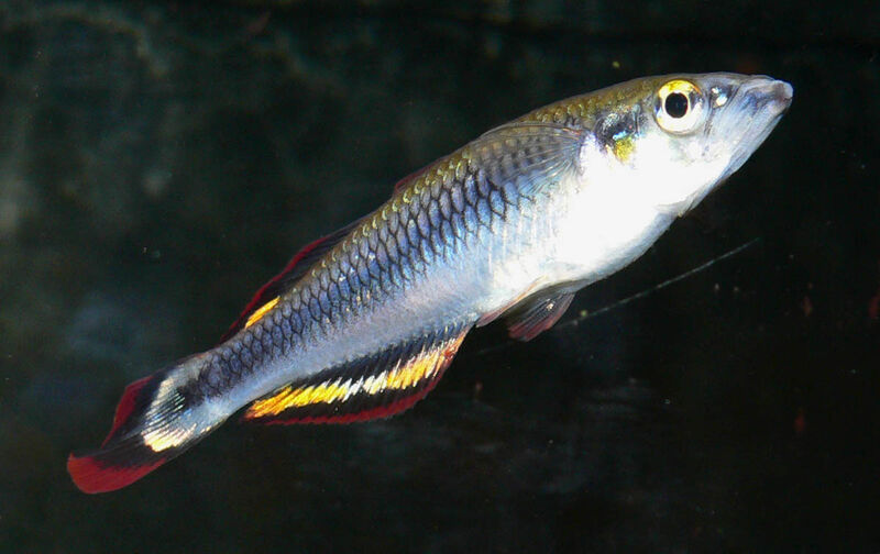 Aquarien mit Bedotia geayi (Rotschwanz-Ährenfisch)