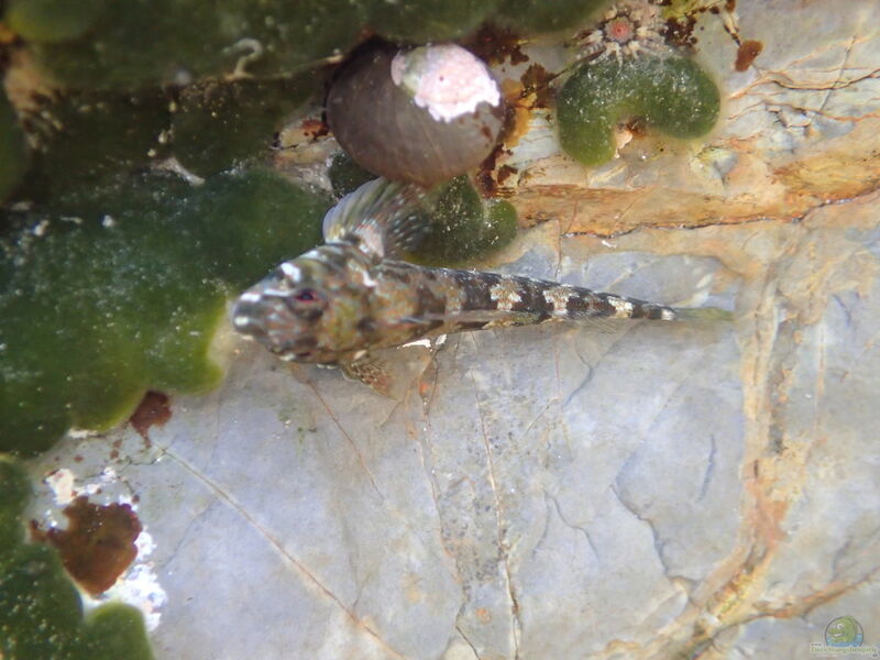 Bellapiscis lesleyae im Aquarium halten (Einrichtungsbeispiele für Spitzkopfschleimfisch)  - Bellapiscis-lesleyaeaquarium