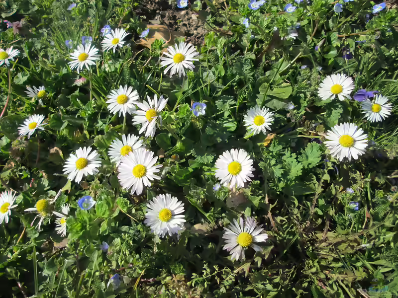Bellis perennis am Gartenteich (Einrichtungsbeispiele mit Gänseblümchen)