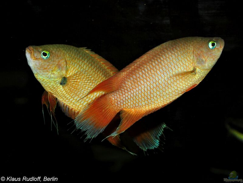 Belontia signata im Aquarium halten (Einrichtungsbeispiele für Ceylonmakropoden)  - Belontia-signataaquarium