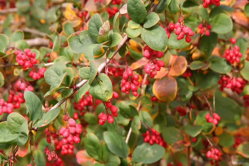 Berberis koreana im Garten pflanzen (Einrichtungsbeispiele mit Koreanische Berberitze)