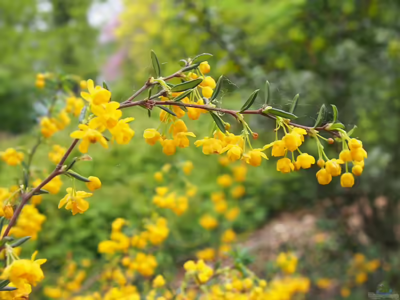 Berberis stenophylla im Garten pflanzen (Einrichtungsbeispiele mit Schmalblättrige Berberitze)