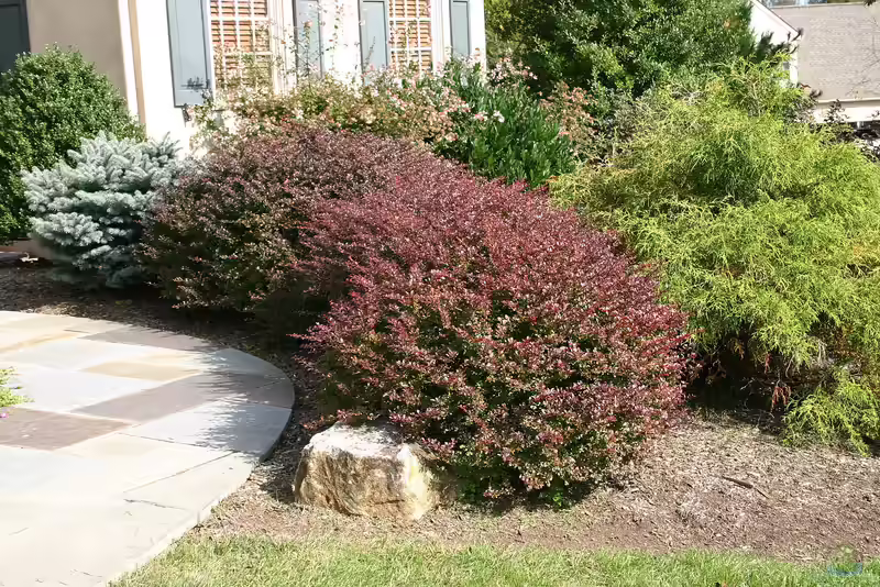 Berberis thunbergii am Gartenteich pflanzen (Einrichtungsbeispiele mit Thunberg-Berberitze)