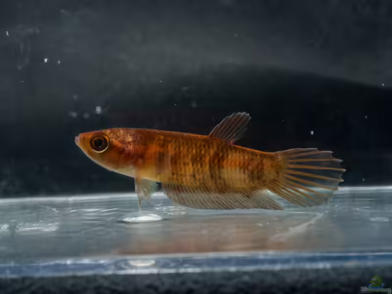 Betta anabatoides im Aquarium halten (Einrichtungsbeispiele für Betta anabatoides)