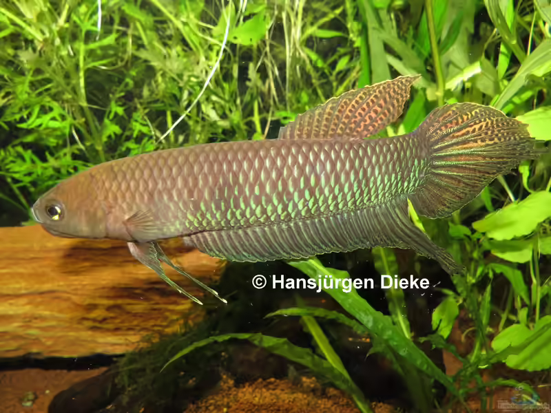 Betta bellica im Aquarium halten (Einrichtungsbeispiele für Kriegerischer Kampffisch)