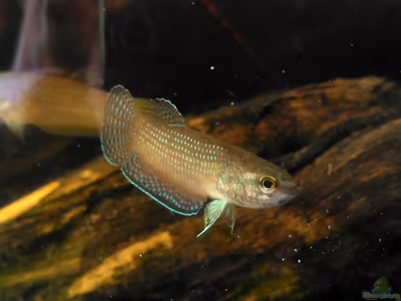 Betta edithae im Aquarium halten (Einrichtungsbeispiele für Ediths Kampffisch)