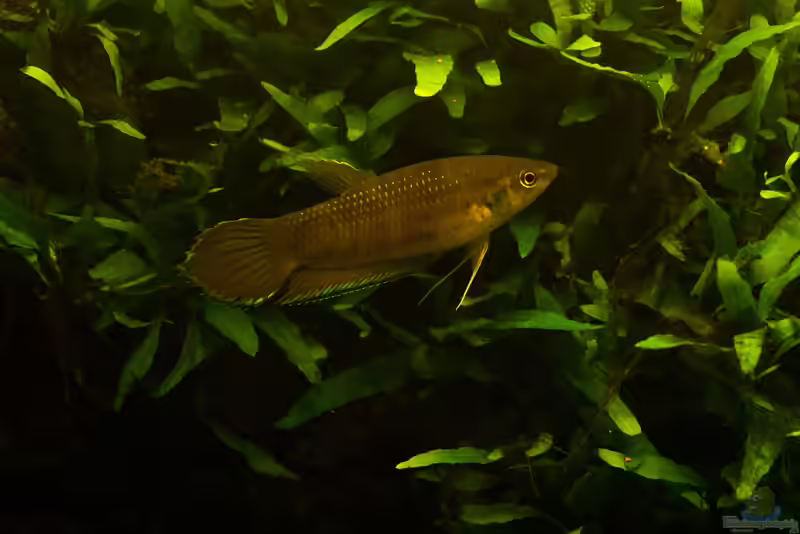 Betta enisae im Aquarium halten (Einrichtungsbeispiele für Langflossen-Kampffisch)