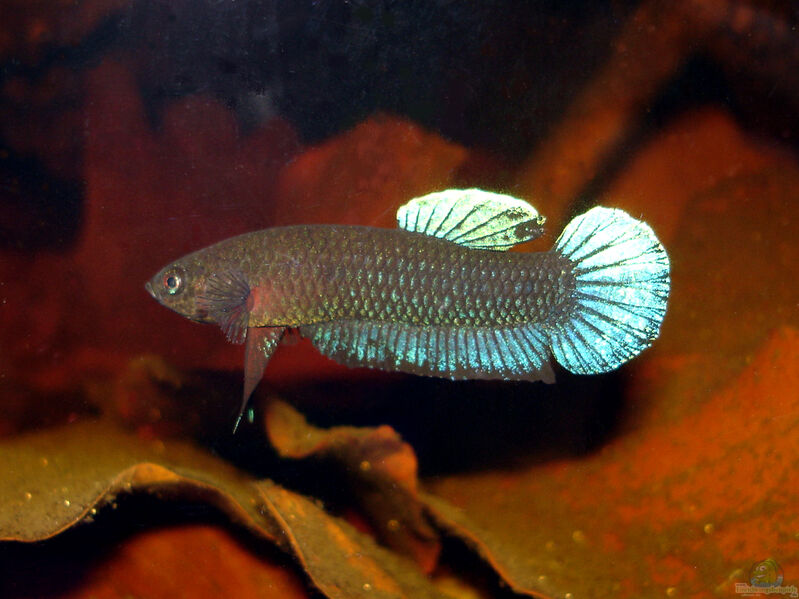 Betta persephone im Aquarium halten (Einrichtungsbeispiele für Laub-Zwergkampffisch)