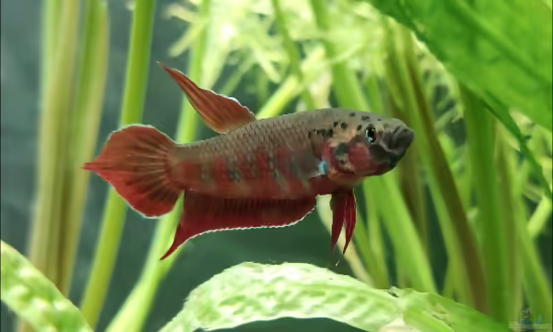 Aquarien mit Betta rubra (Friedlicher Kämpfer)