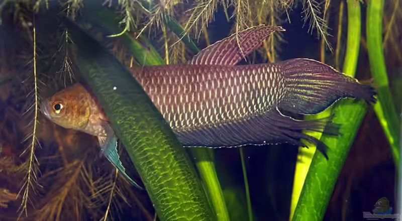 Betta simorum im Aquarium halten (Einrichtungsbeispiele für Großer Simor-Kampffisch)