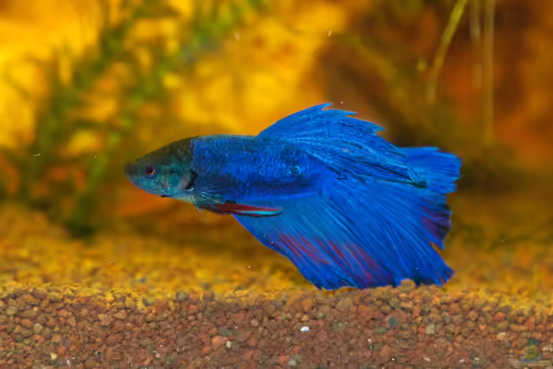 Betta splendens im Aquarium halten (Einrichtungsbeispiele mit Siamesischer Kampffisch)