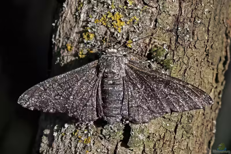 Biston betularia im Garten (Einrichtungsbeispiele mit Birkenspanner)