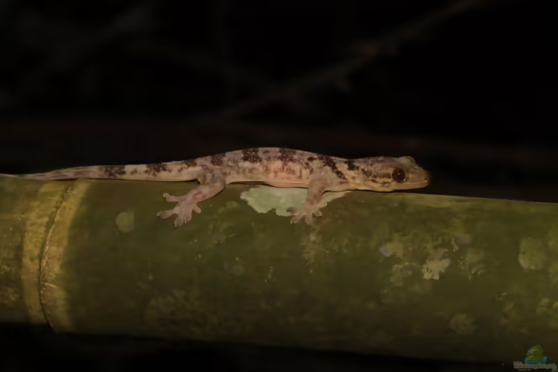 Gefleckter Madagaskar-Samtgecko: Blaesodactylus antongilensis im Terrarium halten (Einrichtungsbeispiele mit Blaesodactylus antongilensis)