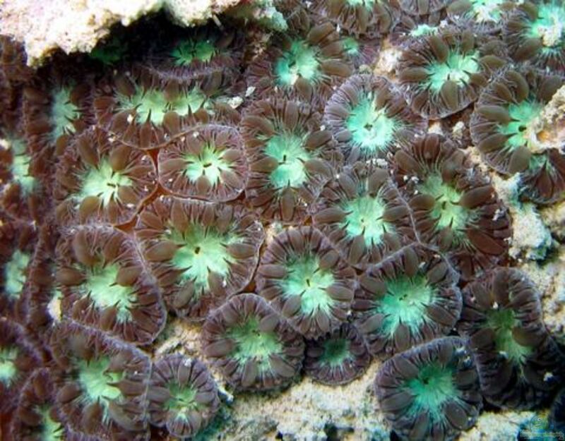 Blastomussa merleti im Aquarium halten (Einrichtungsbeispiele für Großpolypige Steinkoralle)