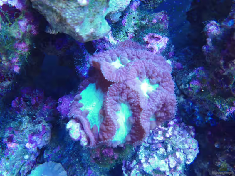 Blastomussa wellsi im Aquarium halten (Einrichtungsbeispiele für Großpolypige Steinkoralle)