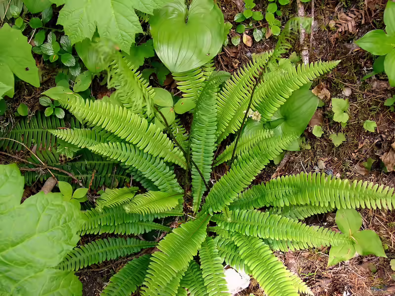 Blechnum spicant im Garten pflanzen (Einrichtungsbeispiele mit Rippenfarn)