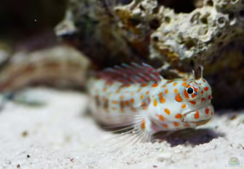 Blenniella chrysospilos im Aquarium halten (Einrichtungsbeispiele für Rotpunkt-Schleimfisch)