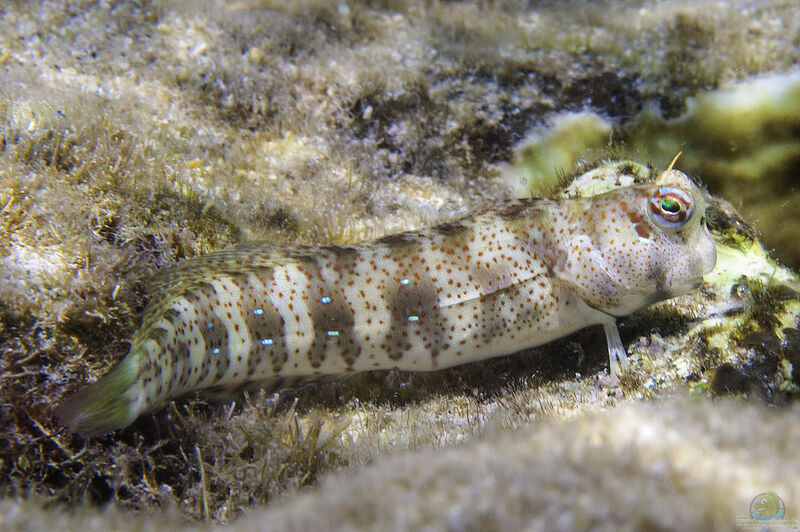 Blenniella periophthalmus im Aquarium halten (Einrichtungsbeispiele für Chromosomen-Felsenspringer)