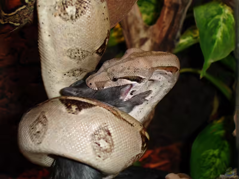 Boa constrictor halten (Einrichtungsbeispiele für Abgottschlange)